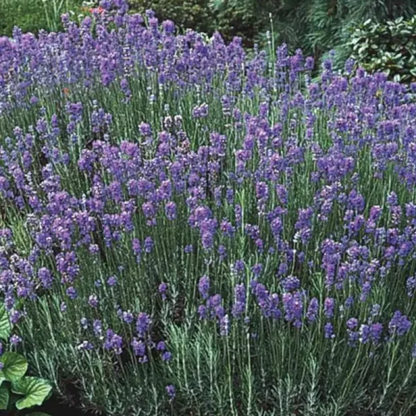 Spring Hill Nurseries 1-Pack in Bareroot Sweet Lavender | 13974