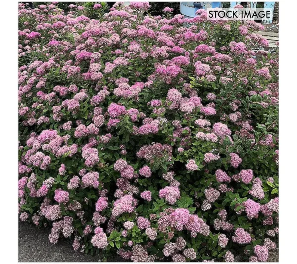 Van Zyverden Spiraea Poprocks Petite 4 inch Potted Rocketliners Set of 3 Plants Pink Full Sun
