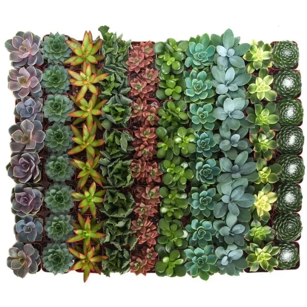 Shop Succulents 2 in. Assorted Succulent (Collection of 20)