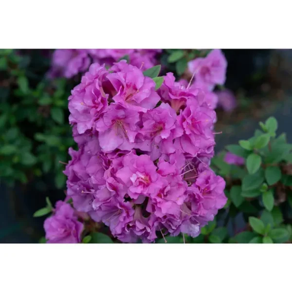 Proven Winners RHOPRC3007800 Perfecto Mundo Double Reblooming Azalea Live Plant, 4.5 in. Quart, Purple Flowers