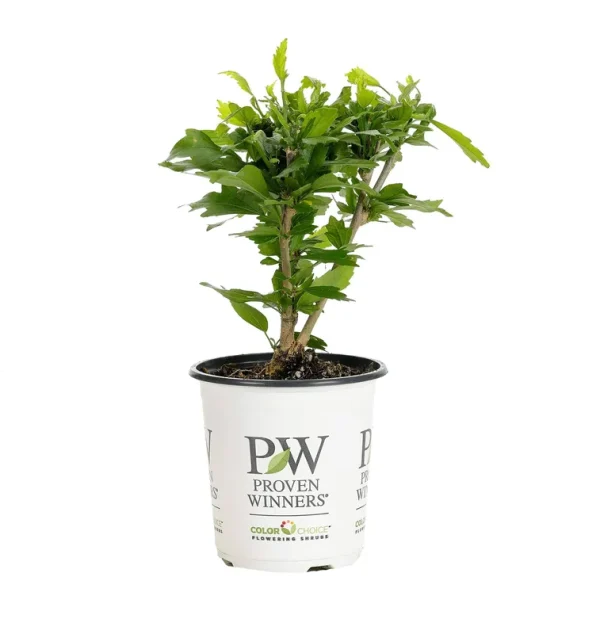 Proven Winners Purple Pillar Rose of Sharon Hibiscus Live Shrub - HIBPRC2407800