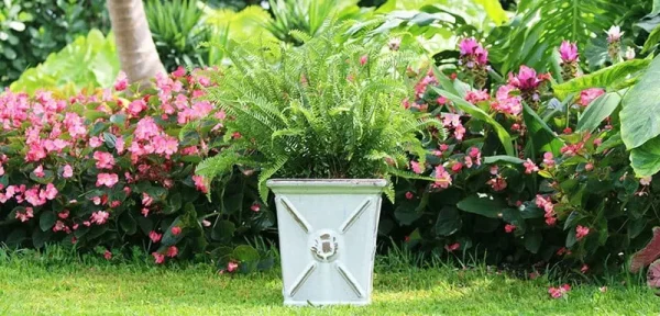 Kimberly Queen Fern 10-Inch Pot
