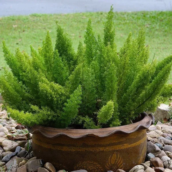 Outsidepride Asparagus Fern Seeds - Meyeri - 50 Seeds