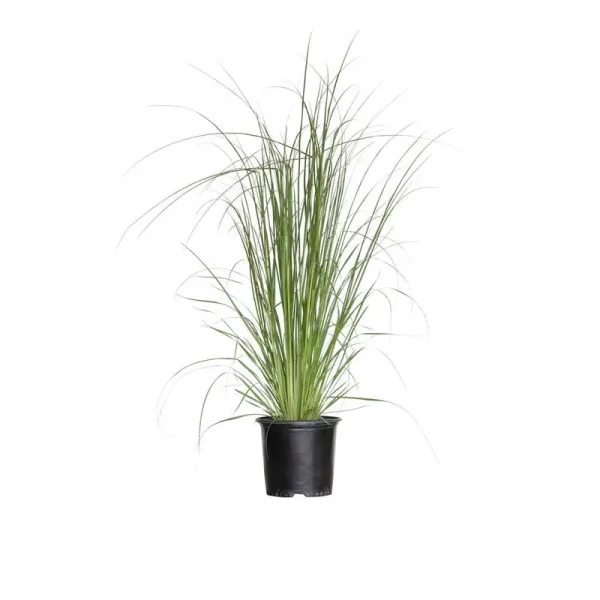 Flowerwood Outdoor Live Pampas Grass Ornamental Grass 2.5 qt, White