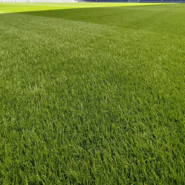 Outsidepride Full House Bermuda Grass Seed Blend - 1 lb