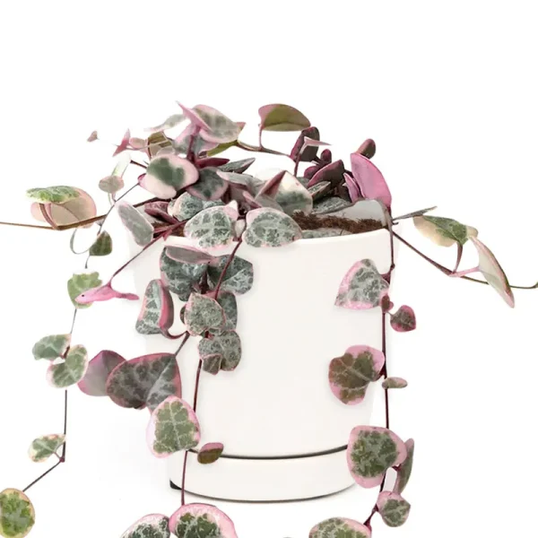 Rare Variegated String of Hearts - Rosary Vine - Ceropegia Woodii 4 inch / Minimalist Pot by Succulents Box