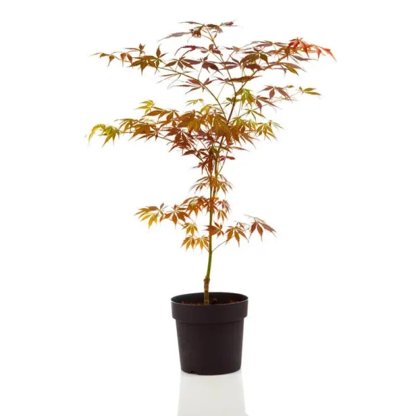 1 gal. Bloodgood Japanese Maple Tree - Dark Red Leaves, Cold Hardy, Bright Fall Color