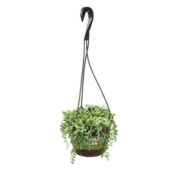 Altman Plants Senecio Raindrops in 6-in Hanging Basket | 0883258