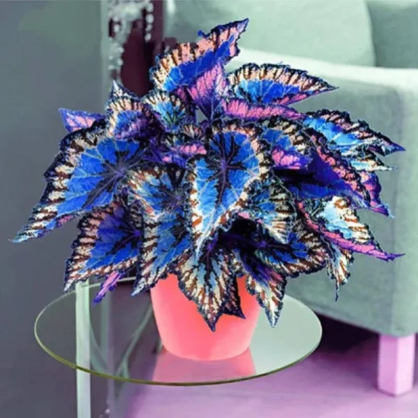 QAUZUY Garden 100 Rare Coleus Flower Seeds - Rare Color, Splendid Colorful Foliage Flower - Shade Garden Bonsai Patio Container Houseplant - Low-