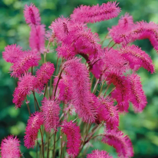 Bottlebrush Dormant Bare Root Perennial Plant, 3-Pack