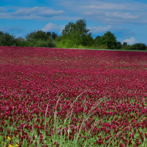 Outsidepride Crimson Clover Seed: Nitro-Coated, Inoculated - 10 lbs