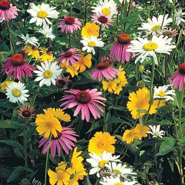 Shade Loving Wildflower Seed Mixture (0.5 oz. Seed Packet)