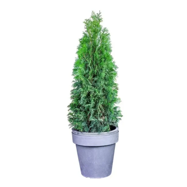Online Orchards 1 gal. Emerald Green Arborvitae Shrub