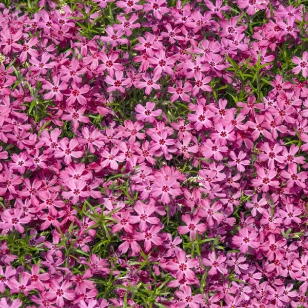 Spring Hill Nurseries in Bareroot | 92156
