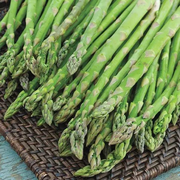 AsparaBest Asparagus - 10 Plants Medium Grade