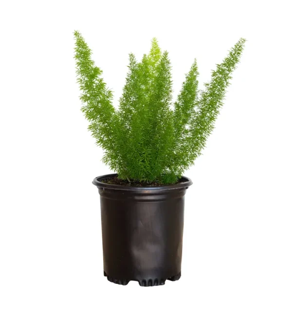 2.5 qt Foxtail Fern (Asparagus densiflorus) Live Green Semi-Evergreen Perennial