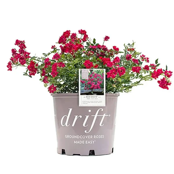 1 gal. Red Drift Live Rose Bush with Red Flowers