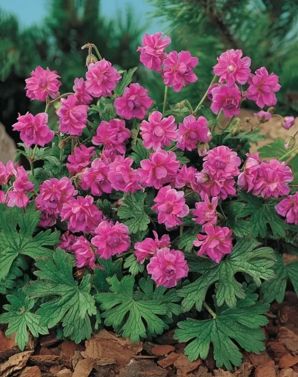 Gardens Alive! 3-Pack in Bareroot Birch's Double Ever Blooming Geranium | 76265
