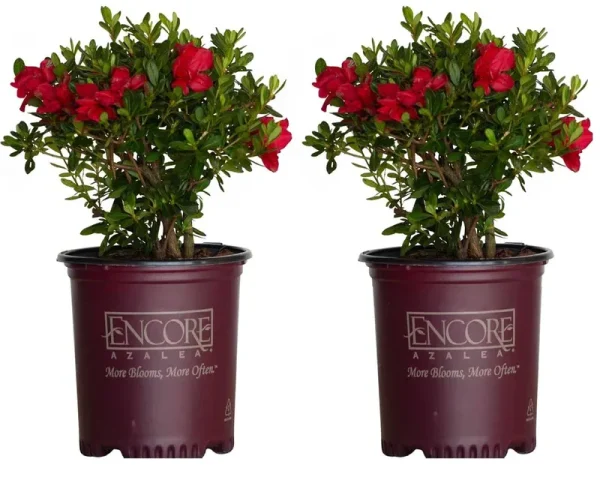 Encore Azalea Red Autumn Bonfire Azalea Flowering Shrub in 2-Gallon (S) Pot 2-Pack | 80372-2