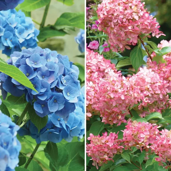 Van Zyverden Hydrangea Collection Dormant Plant Root Partial Sun; 3-6hrs Multi-Color, 78035