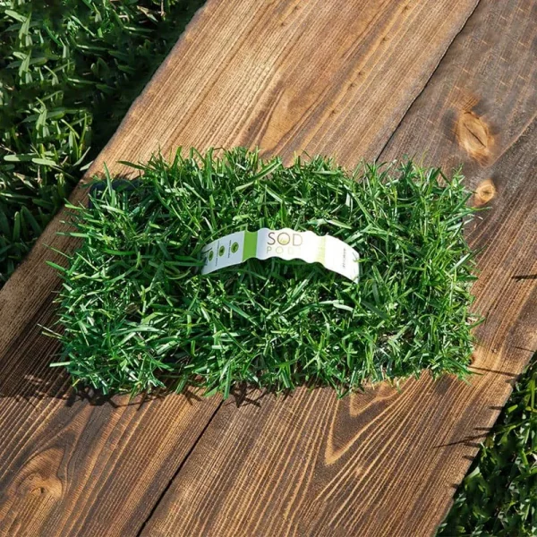 Centipede Grass Plugs (16-Count) Natural, Affordable Lawn Improvement