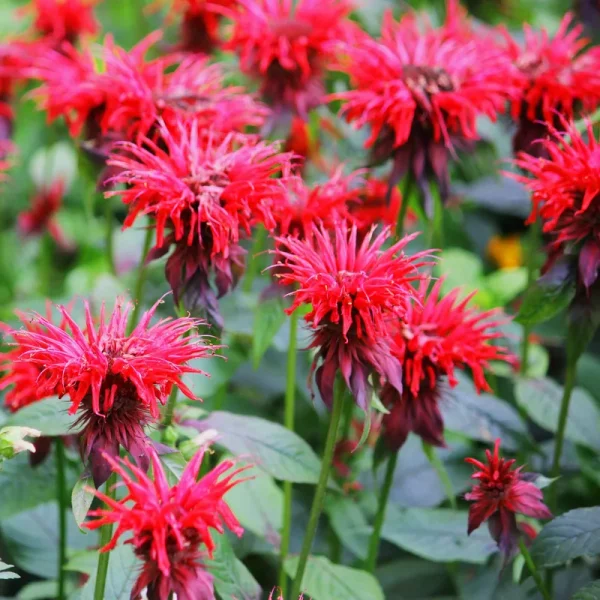 Outsidepride Red Monarda Didyma Bee Balm Plant Seeds - 250 Seeds