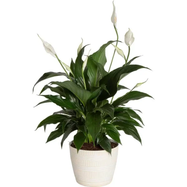Costa Farms Spathiphyllum Peace Lily Indoor Plant in 6 in. White Pot, Average Shipping Height 1-2 ft. Tall