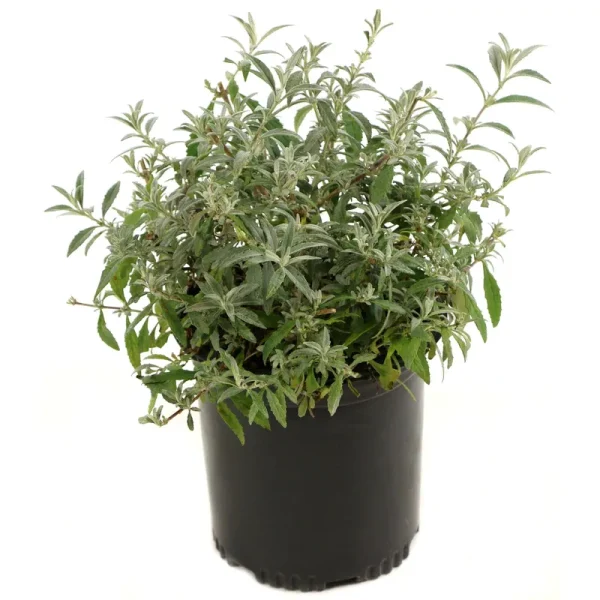 National Plant Network 2.5 Qt. True Blue Buddleia Plant