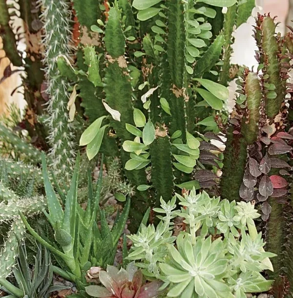 Cacti & Succulents Plant | Lowe's