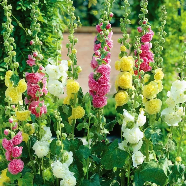 Van Zyverden Hollyhocks Mix Bare Plant Root Full Sun, Multi-Color