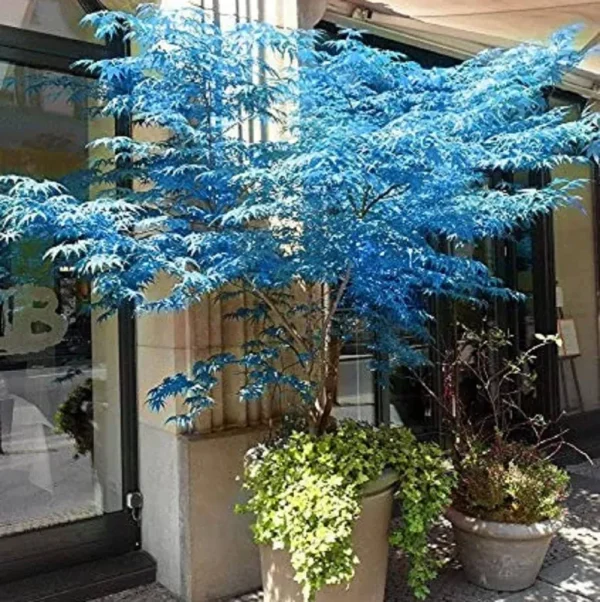 CHUXAY Garden Ghost Blue Maple,Acer Palmatum,Japanese Maple 10 Seeds Deciduous Shrub Hardy Tree Rare Blue Maple Striking Landscaping Plant Great for
