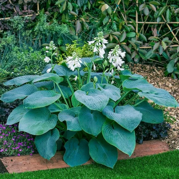 Breck's White Bressingham Blue Hosta in 3-Pack Bareroot | 90348