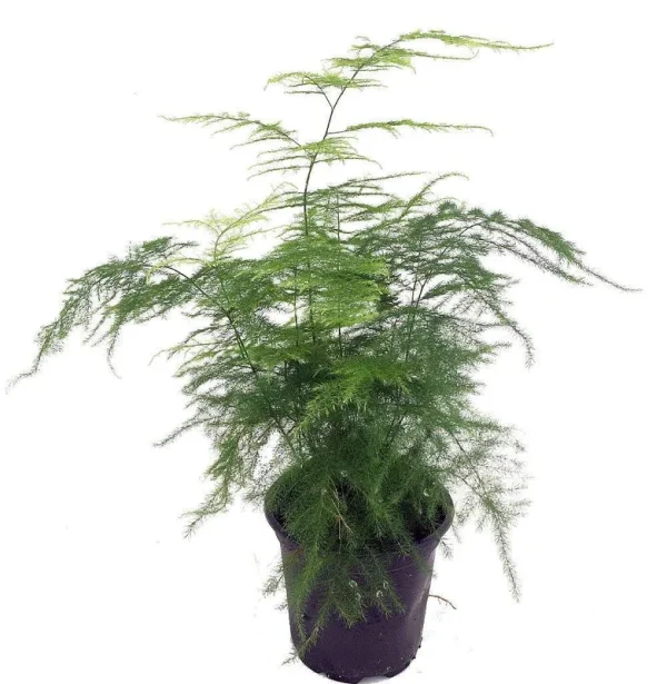 Fern Leaf Plumosus Asparagus Fern 4" Pot Easy to Grow Great Houseplant