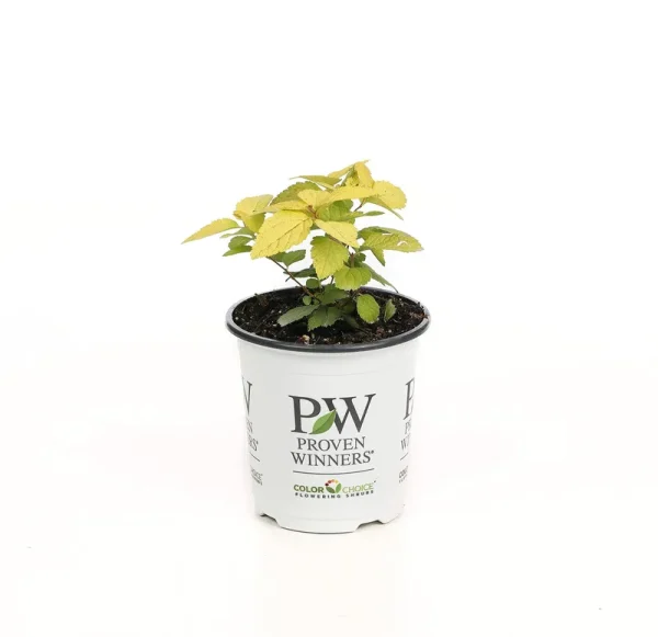 Proven Winners Double Play Candy Corn Spirea Spiraea Live Shrub - SPIPRC1097800
