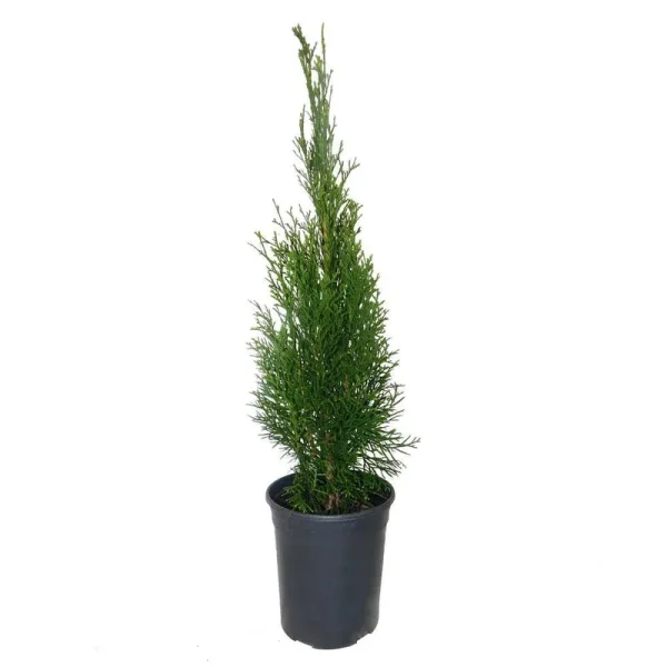 1 gal. Arborvitae Emerald Green Shrub