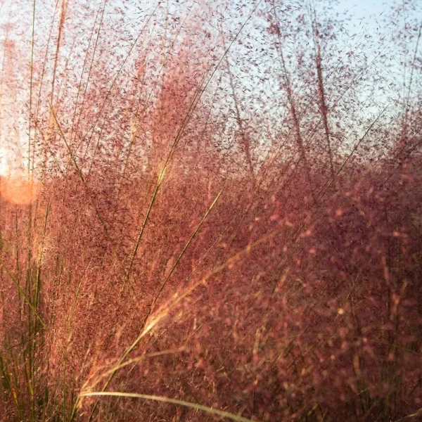 Vigoro 2.5 Qt. Pink Muhly Grass, Live Plant with Pink Plumes