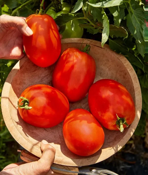 Burpee Exclusive 'SuperSauce' Hybrid Large Red Sauce & Paste Tomato, 25 Seeds