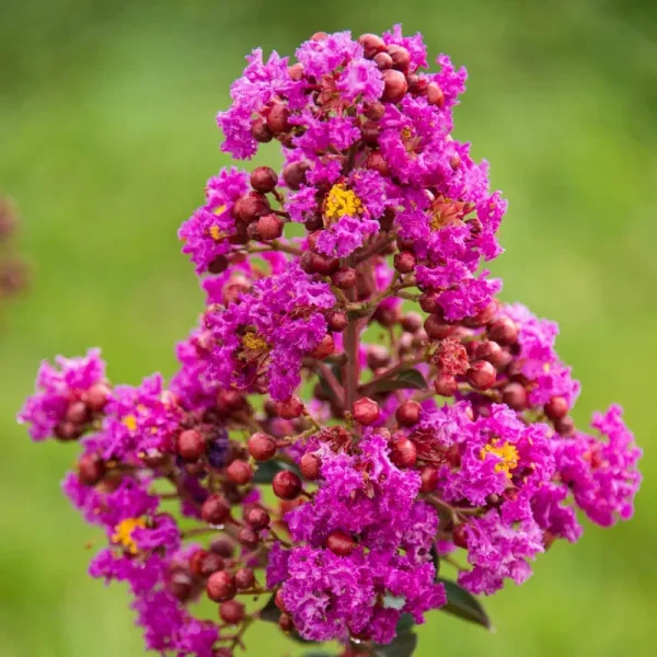 Gurney's Seed and Nursery Catawba Crape Myrtle Purple Flowering Shrub in 1 Pack(s) Bare Root | 87645
