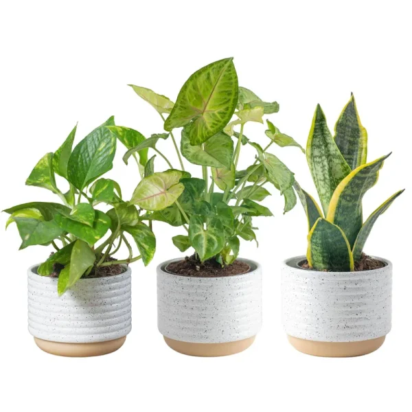 Costa Farms Clean Air 3-Pack O2 for You Live House Plant Collection