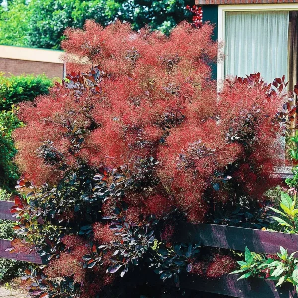 2.25 gal. Pot Royal Purple Smoketree Ormanental Shrub Grown (1-Pack)