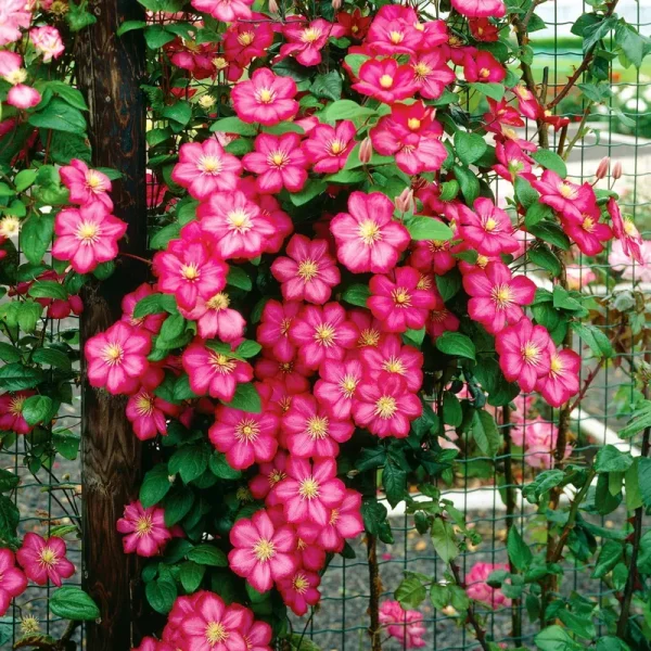 Van Zyverden Clematis City of Lyon Dormant Plant Root Partial Sun Pink