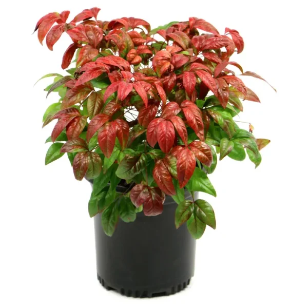Nandina &Fire Power& 1pc - National Plant Network - U.S.D.A. Hardiness Zones 6 - 10