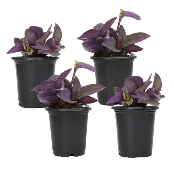 Altman Plants 4 in. Setcreasea Purple Queen Tradescantia Pallida Plant (4-Pack)