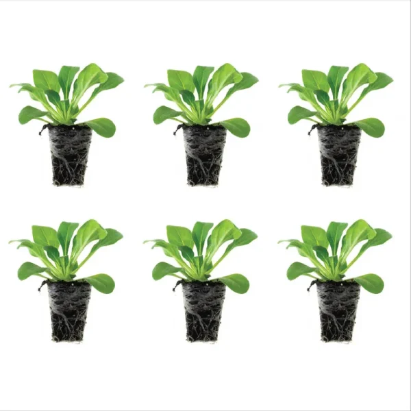 Petunia E3 Easy Wave Blue Sky Spreading Plantlings Live Baby Plants 1-3in. 6-Pack from Ferry-Morse Seeds
