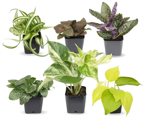 Easy to Grow Houseplants (6 Pack) Live House Plants in Plant Containers Growers Choice Plant Set in Planters with Potting Soil Mix Home dcor Planting