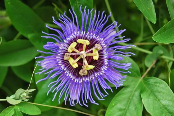 Passiflora Incarnata Seeds. Aka Purple Passion Flower/Maypop, This Exceptional Fast-Growing Perennial Vine Can Survive Winter Freeze (200, Seeds)