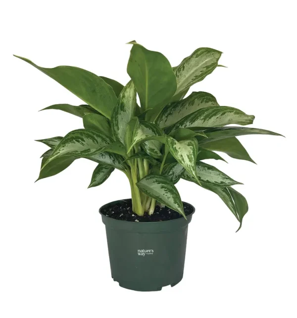 Nature's Way Farms Aglaonema Crystal Bay (8-15 Inches Tall) in Growers Pot