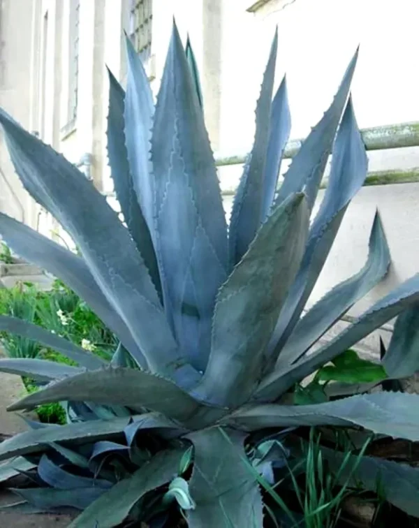Miniature Bonsai Agave Americana - Blue Agave - 2 Plants in Big Size