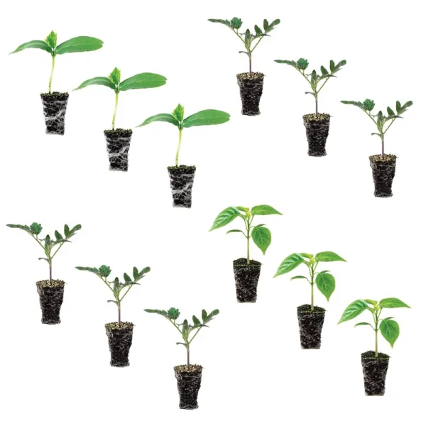 Beginner Veggie Garden Plantlings Kit | Live Plants Online from Ferry-Morse Seeds