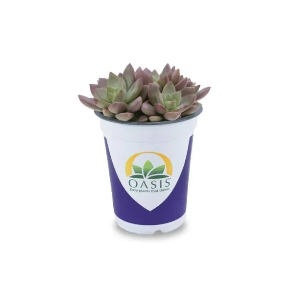 Lowe's Succulent in 1.7-Pint Pot | Nursery